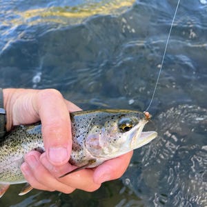 May include: A rainbow trout with silver, green, and pink iridescent scales and black spots, caught on a small brown fishing fly attached to a thin monofilament line. The fish has a visible eye, open mouth, and fins, held above flowing water.
