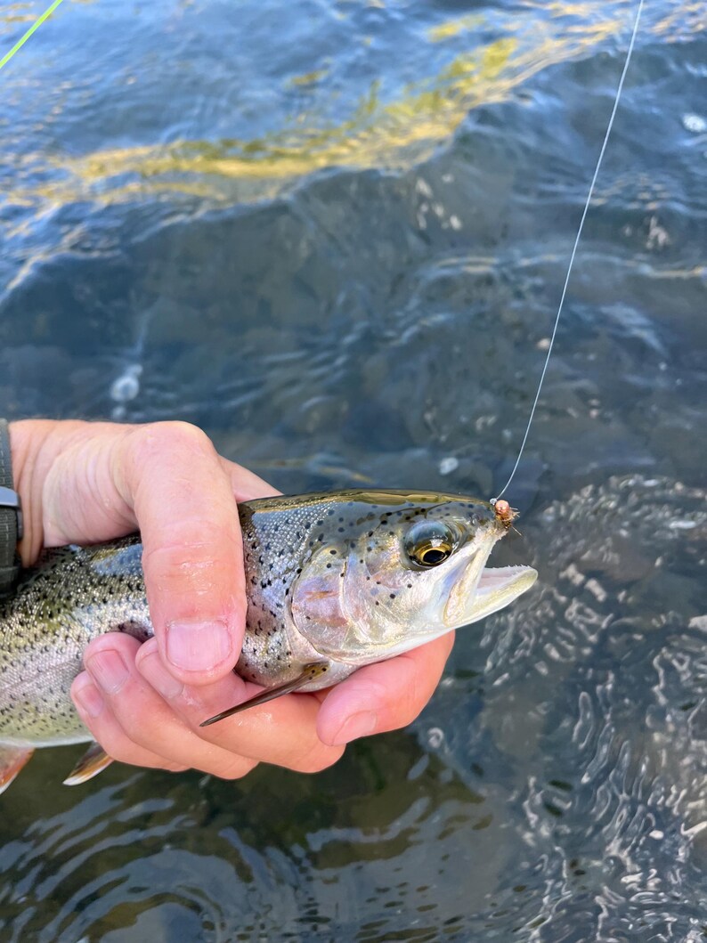 May include: A rainbow trout with silver, green, and pink iridescent scales and black spots, caught on a small brown fishing fly attached to a thin monofilament line. The fish has a visible eye, open mouth, and fins, held above flowing water.