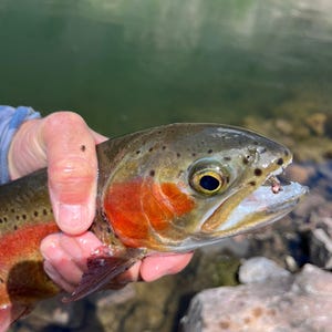 May include: A rainbow trout with a dark olive back, speckled sides, and a vibrant red lateral stripe. The fish has a metallic gold eye and a small fishing hook visible in its open mouth, showcasing detailed scales and natural coloration.