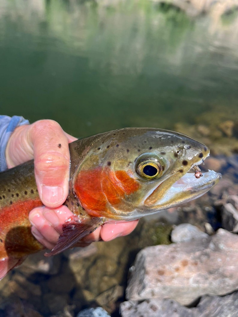 May include: A rainbow trout with a dark olive back, speckled sides, and a vibrant red lateral stripe. The fish has a metallic gold eye and a small fishing hook visible in its open mouth, showcasing detailed scales and natural coloration.