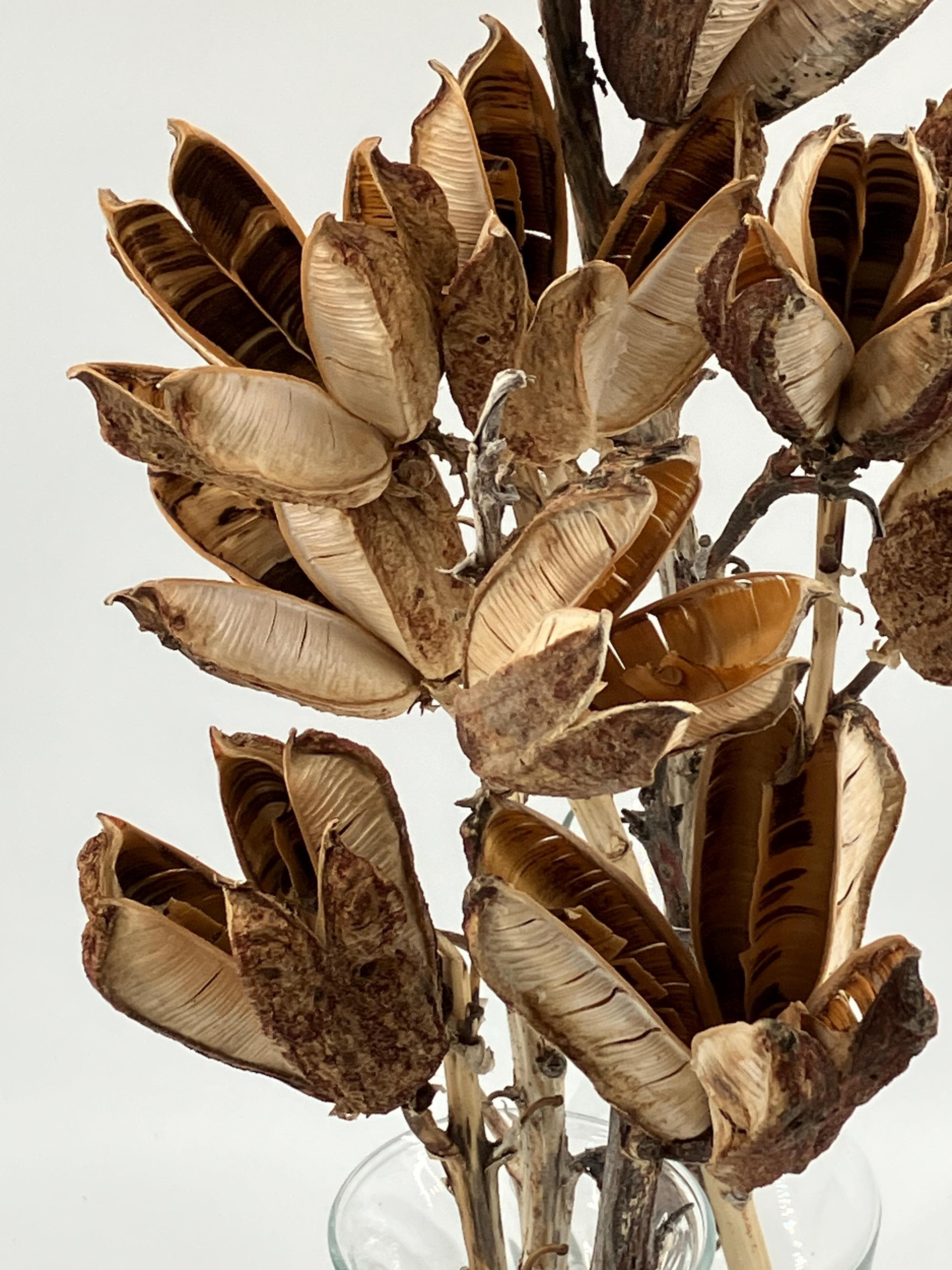 Dried yucca seed pods