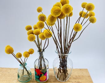 Craspedia / Billy Buttons - bunches of 6 stems