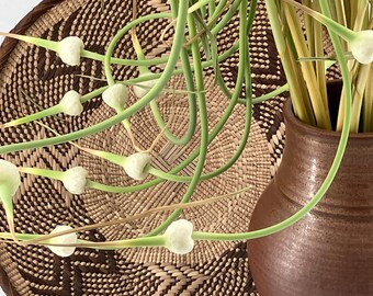 Dried garlic scapes.