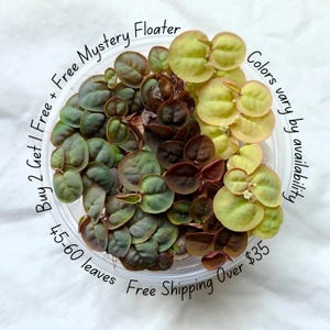 May include: A clear plastic container filled with a collection of small, round succulent leaves in shades of deep green, dark burgundy, and pale yellow-green. Text on the image reads: Buy 2 Get 1 Free + Free Mystery Floater, Colors vary by availability, 45-60 leaves, Free Shipping Over $35.