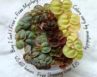 Live Red Root Floaters 45-60 leaves Aquarium Plants, Buy 2 Get 1 Free