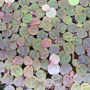 Live Red Root Floaters for Aquarium Aquascaping