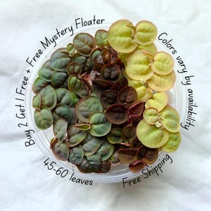 May include: A clear plastic container filled with aquatic plants. The plants have round, green, and reddish-brown leaves. Text on the image reads "Buy 2 Get 1 Free + Free Mystery Floater", "45-60 leaves", and "Colors vary by availability".