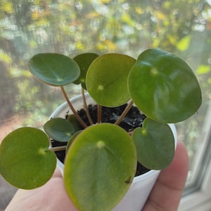 May include: A small Pilea peperomioides plant with round, smooth, dark green leaves and thin, light brown stems. The plant is potted in a simple white plastic container filled with dark potting soil, showcasing its distinct coin-shaped foliage.