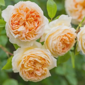 May include: A cluster of three full-bloom roses featuring soft, layered petals in shades of pale peach and creamy apricot. The flowers exhibit a dense, ruffled center with lighter, almost white outer petals, surrounded by vibrant green foliage.