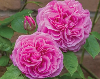 May include: Two full, vibrant pink roses with many layered petals in full bloom, accompanied by a single, tightly closed rosebud. The flowers are surrounded by lush, green, serrated leaves on a stem, showcasing a rich, saturated color palette.