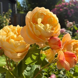 May include: A cluster of vibrant apricot-yellow roses in full bloom, featuring layered, ruffled petals and a soft, rounded shape. Several smaller, tighter rosebuds with hints of reddish-orange are visible alongside deep green, serrated leaves.