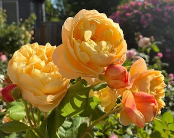 David Austin (Ausmol)  Molineux THORNLESS Rose UNROOTED Fresh 3 Cuttings 5-8" Long w/FREE Shipping
