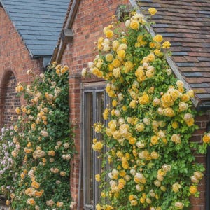 May include: A climbing rose bush with numerous vibrant yellow blossoms and green leaves growing against a red brick wall. The plant features dense clusters of petals in various stages of bloom, extending from the ground up toward the roofline.