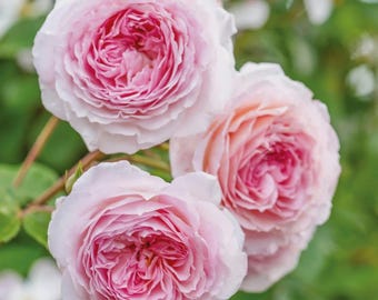 One-Year-Old David Austin Climbing Rose JAMES GALWAY Rooted Plant 6“- 7"