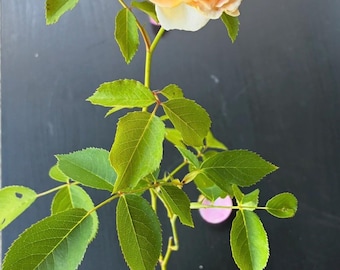Rosa arbustiva inglese David Austin (Ausmol) Molineux Pianta radicata propria Alta 5-7 pollici