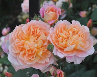 Könnte beinhalten: Zwei große, voll erblühte Rosen mit gewellten Blütenblättern in Pfirsich-, Aprikosen- und zarten Rosatönen. Eine kleinere, teilweise geöffnete Rosenknospe befindet sich darüber und zeigt ähnliche warme, ineinander übergehende Farben.