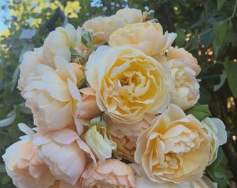 English Rose (Ausowlish) Roald Dahl Shrub Live Rose Own ROOTED Plant 5"-7" Tall