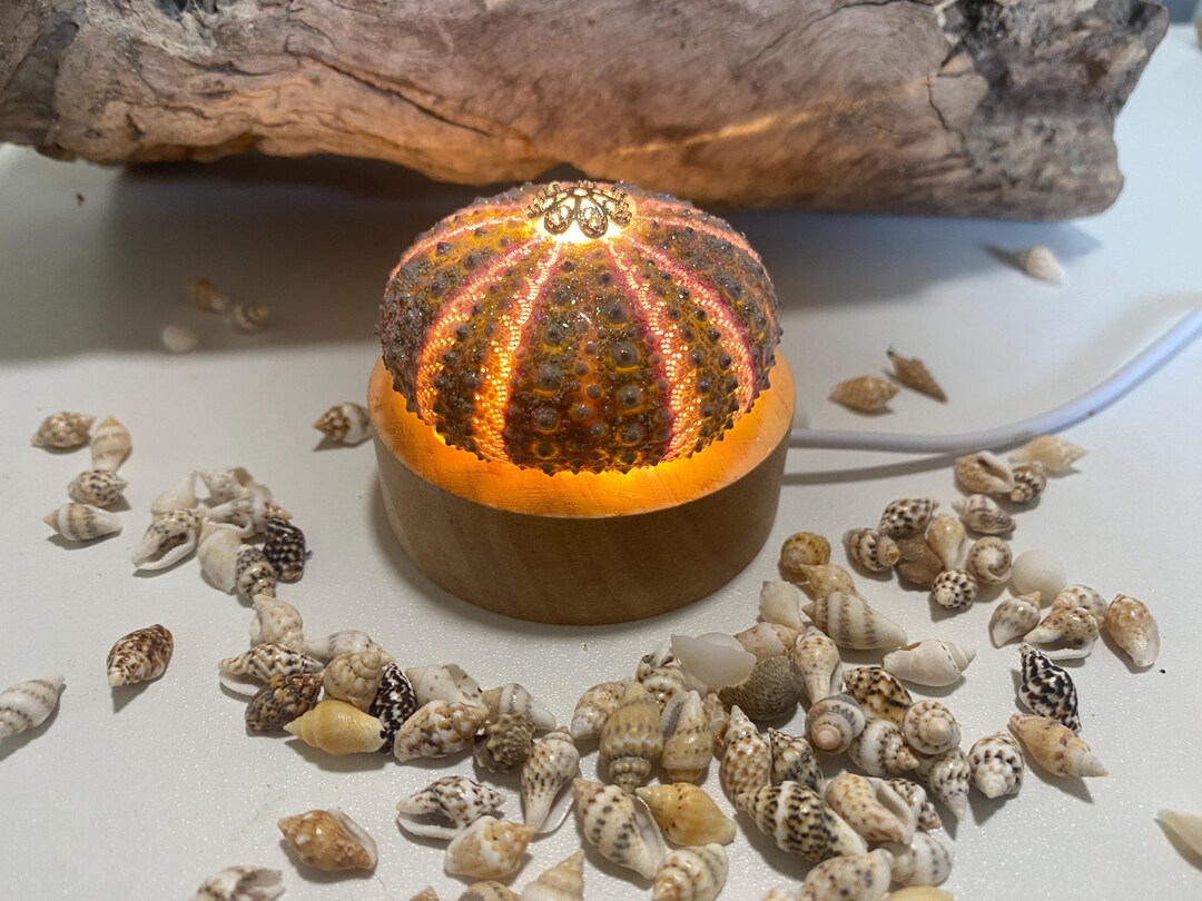 Sea Urchin Lamp Handmade In Australia Natural Shell LED Night Light sea-urchin-lamp-handmade-in-australia-natural-shell-led-night-light