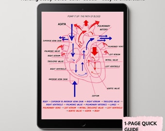 Cardiac Anatomy Diagram for Nursing Students | Color-Coded Heart Study Guide | Nursing Cheat Sheet PDF