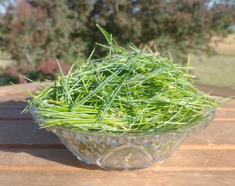 Fresh White Pine Needles, Handpicked to Order! Rich in Vitamin C and antioxidants.