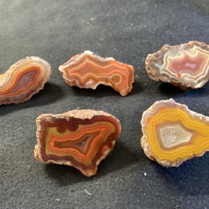 May include: Five polished agate slices with distinct banded patterns. The stones feature concentric layers in shades of orange, red, yellow, white, and brown. Each piece has a rough, natural outer edge and a smooth, flat, polished face.