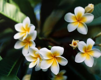 Frangipani Flower Photography Print: Tropical Botanical Wall Art (Digital Download)