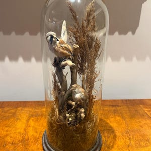 May include: A taxidermied bird display under a glass dome. The bird, with brown and white feathers, perches on a small branch with dried plants and moss. The dome has a dark metal base and a gold-coloured rim.