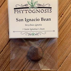 May include: A single San Ignacio bean in a clear plastic bag, with a white label. The label reads "PHYTOGNOSIS" above "San Ignacio Bean" and "Strychnos ignatia". The bean is brown and oval-shaped, and the background is a wooden surface.