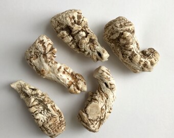Whole Angelica Root (Angelica sinensis) - Used for protection, purification, love, marriage, good luck and blessings.