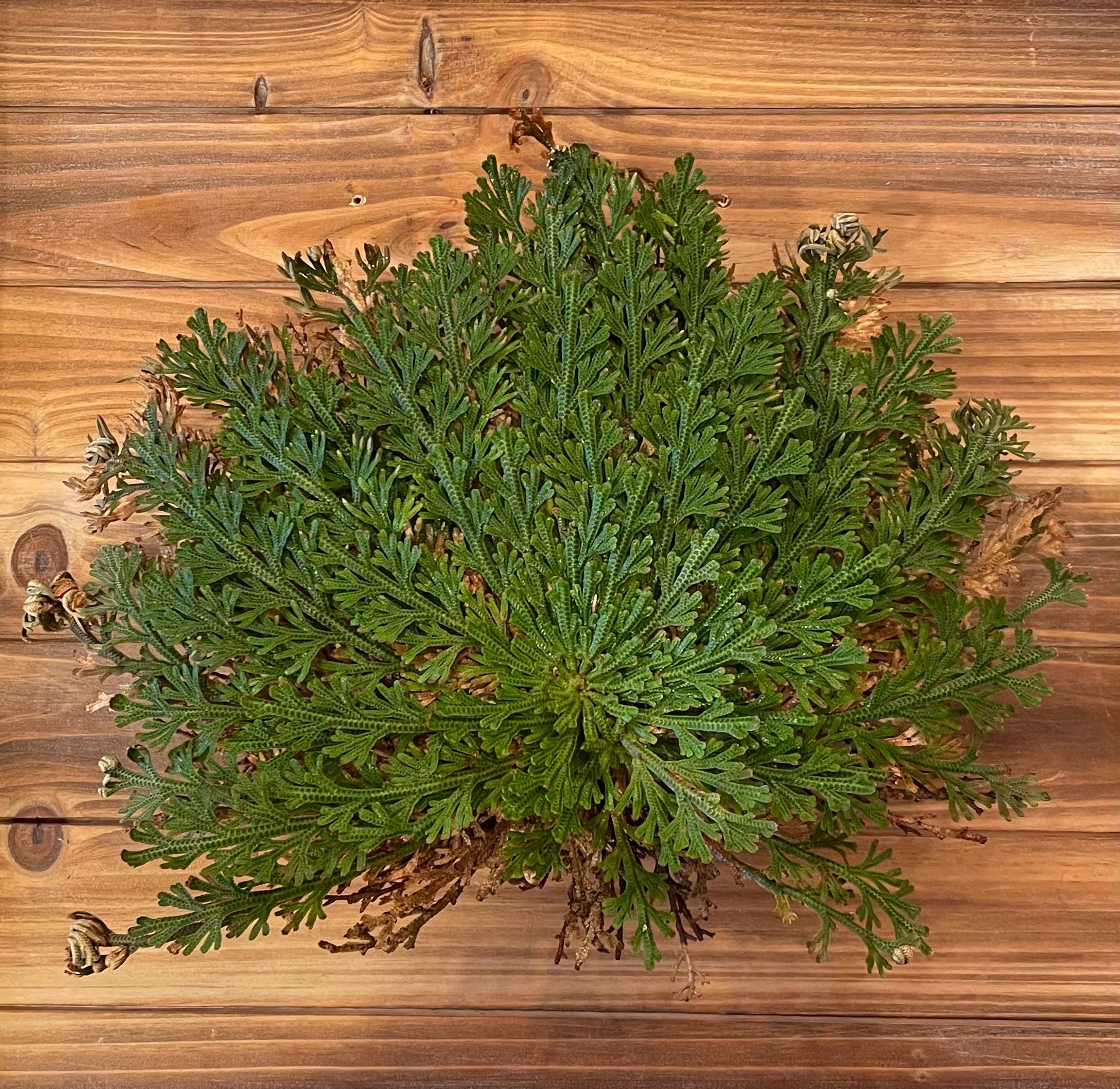 Resurrection Plant - Selaginella Lepidophylla - Rose of Jericho - Etsy