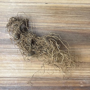 Blue Cohosh Root (Caulophyllum thalictroides) - Forks works of witchcraft, hoodoo, and conjure