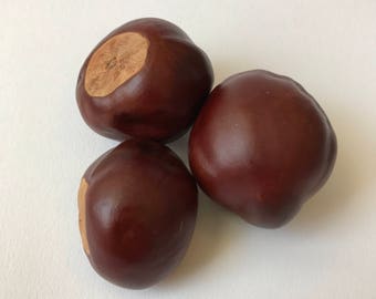 Yellow Buckeye - Aesculus glabra - A potent charm against witches and witchcraft