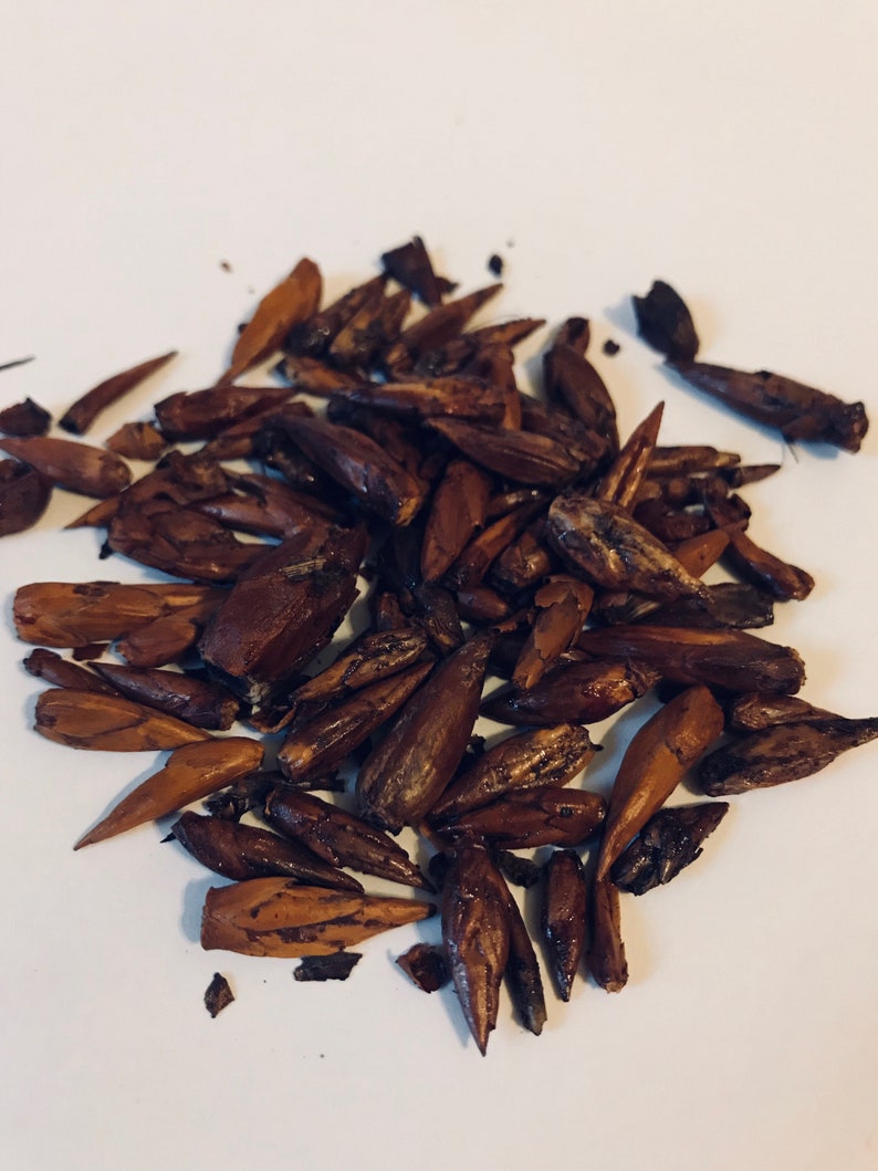 Balm-of-Gilead Buds or Balsam Poplar Populus candicans image 0