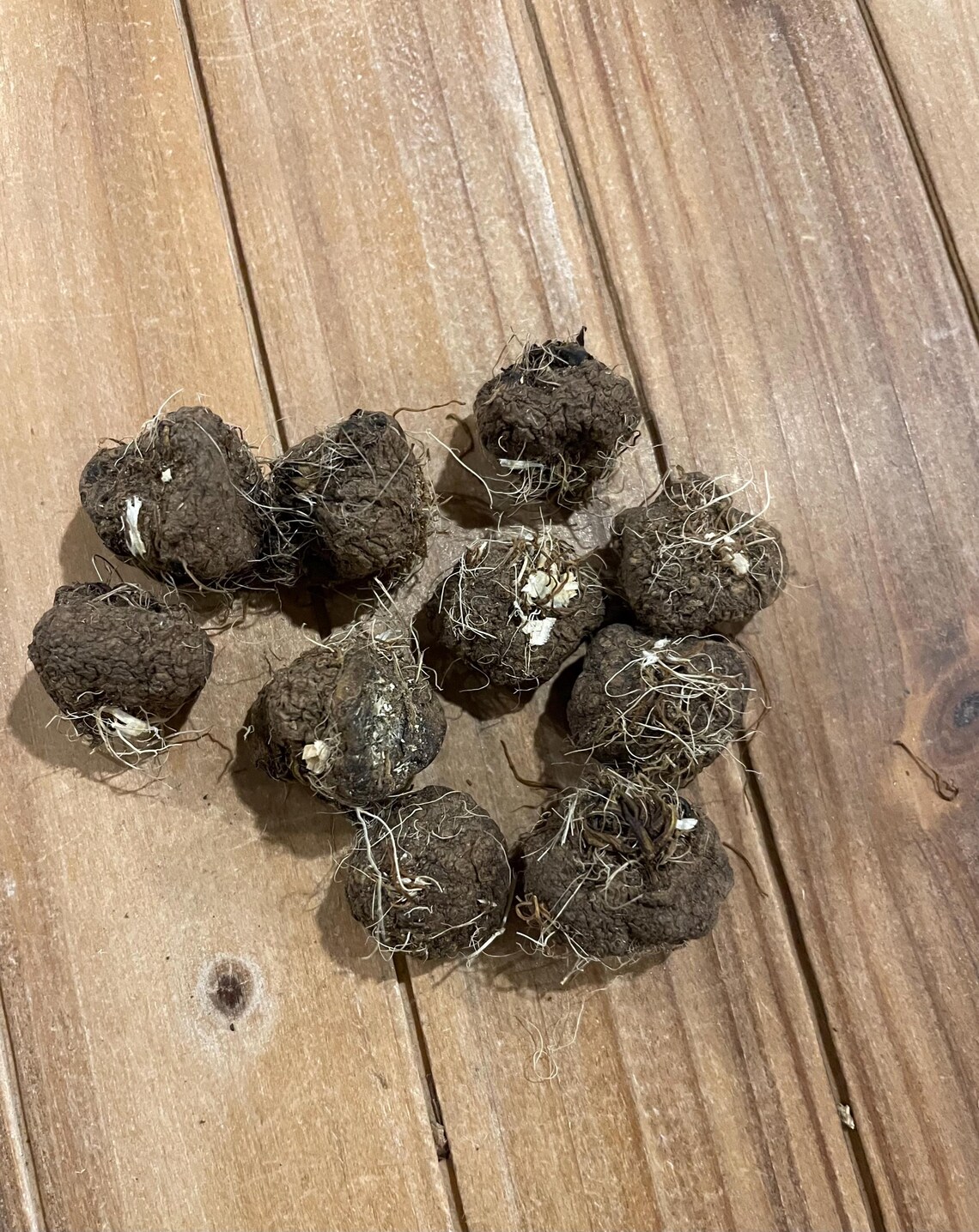 Button Snake Root (liatris Spicata) - Hoodoo and Conjure Herb of ...