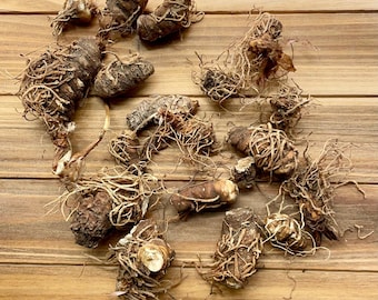 Beth Root - Southern John Root - Dixie John Root - For Hoodoo, Folk Magic, and Witchcraft