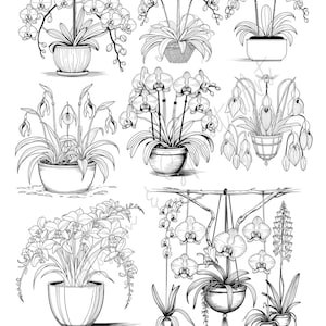 Puede incluir: Ilustración en blanco y negro de varias orquídeas en macetas y cestas colgantes. La imagen incluye diferentes variedades de orquídeas, mostrando sus formas y arreglos únicos. El texto "Blossom & Sprout Art" está en la parte inferior.