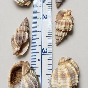 May include: Six spiral seashells with brown and white ridges arranged around a measuring tape. The tape shows the shells range from approximately 1 inch to 2.5 inches in length. The shells have textured, ribbed surfaces and open apertures.