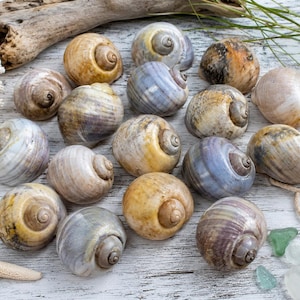 15 Natural Moon Snail Shells Shark Eye Seashell Collection Coastal Beach Decor Craft Supply Lot