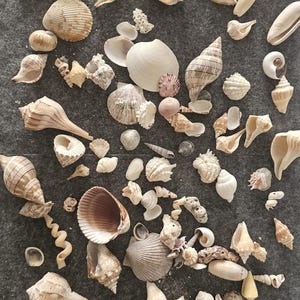 May include: A collection of various seashells in shades of white, beige, and brown, scattered on a gray surface. The assortment includes conch shells, spiral shells, and flat, fan-shaped shells, showcasing diverse shapes and textures.