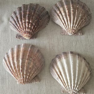 May include: Four scallop seashells with a fan-like ribbed design. The shells have a natural color palette of beige, brown, and white. The shells are arranged on a neutral-colored surface.