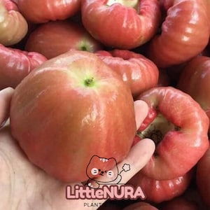 May include: A cluster of fresh, pinkish-red water apples, also known as Syzygium samarangense, featuring a smooth, waxy skin and a distinct bell-like shape. The fruit has a pale green center at the stem and a rounded, slightly flattened base.