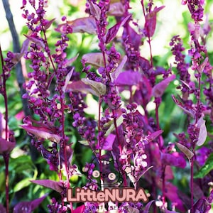 May include: Close-up of vibrant purple plant stems with small, clustered flowers and broad, deep purple leaves. The image features the text "LittleNURA PLANT SEEDS" in a white and orange logo.