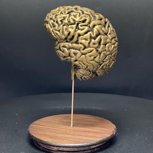 Könnte beinhalten: Eine goldfarbene Gehirnskulptur auf einem Holzsockel. Das Gehirnmodell weist detaillierte Falten und Rillen auf und wird von einem dünnen Metallstab getragen. Der Sockel ist eine dunkle, runde Holzplattform.
