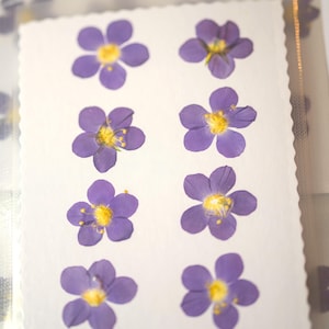 Fleurs violettes pressées, polemonium « Golden Feathers » x8 | Véritable produit d'artisanat botanique pour résine, journaux, cartes, oeuvre d'art et encadrement