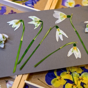 Pode incluir: Close-up de flores de campanhas prensadas, com pétalas brancas e caules verdes, dispostas sobre uma superfície cinzenta. A imagem mostra os detalhes delicados das flores. Outras flores prensadas, incluindo amores-perfeitos, também são visíveis.