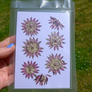 Astrantia Roma e Joyce Rossa pressate, veri fiori secchi, 5 fiori interi + 2 fiori laterali, forniture per lavori artigianali botanici per scrapbooking, diari e biglietti