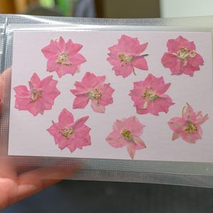 Flores de espora rosa prensadas de verdade – Pacote com 9 | Flores secas para scrapbooking, cartões, diários, convites, arte em resina, arte de parede