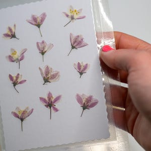 Fiori bianchi e rosa pallido pressati - Veri fiori secchi di Weigela (confezione da 12) / Scrapbooking, creazione di biglietti, diari, inviti, artigianato botanico
