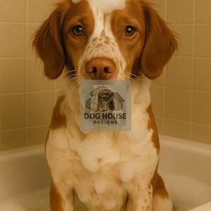 Brittany Spaniel