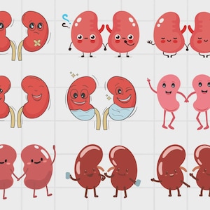 Kidney Svg Bundle, Kidney Clipart For Cricut, Kidney Silhouette, Kidney Vector, Kidney Decal , Human Kidney Cut File.